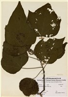 藏品(野桐)的圖片